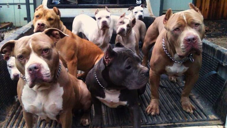 Popularidade da raça canina Pitbull dispara em 2024 no Brasil